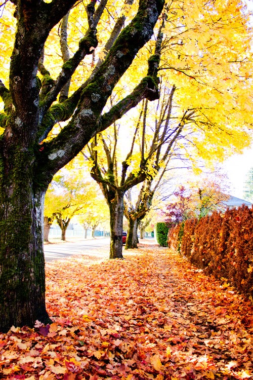 Autumn-tree-lined-street-vancouver